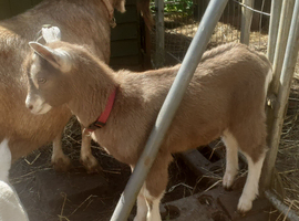 Toggenburg Goat Young Doe (Pedigree Billy Covered) & Doelings