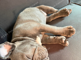 French bulldog blue