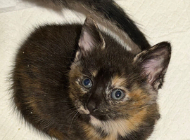 Kitten  two girls black tiger  with blue eyes and calico