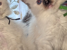 4 delightful ragdoll kittens looking for their families