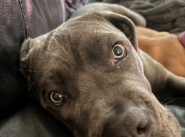 8 month old Cane Corso, Manny