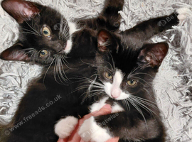 2 girls born 3rd Aug tuxedo kitten cute