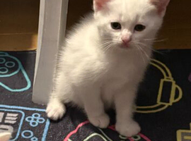 Japanese bobtail cross