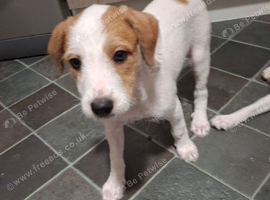 Jack Russell whippet x golden doodle