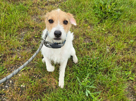 Parsons x jack Russell