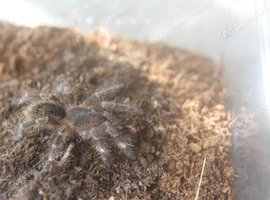 Tarantulas for sale