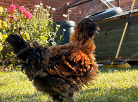 frizzled Polish Cockerel
