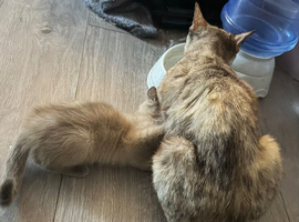 Ragdoll Shpynx mixed kittens