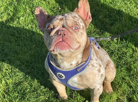 Merle boy frenchie