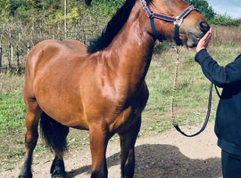 Trait du Nord x Shire/Cob