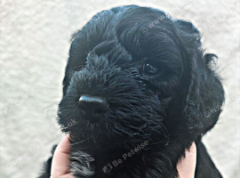 F1 Cockapoo Puppies