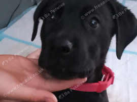 Rotticorso Puppy