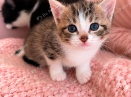 Adorable Kitties!