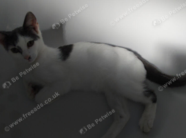 Cats need rehome