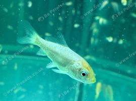 KOI FRY 6-8 weeks old. 10 for &pound;10