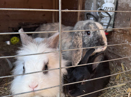 Trio of female bunnies