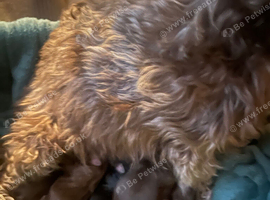 2 x Female puppies from a litter of 6 left