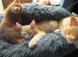 Countryside kittens very cute looking for forever homes