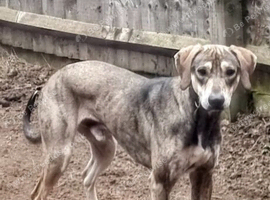 Saluki bull greyhound