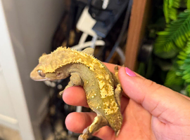 Proven Female Olive Harlequin Partial Pinstripe Crested Gecko - Frogbutt
