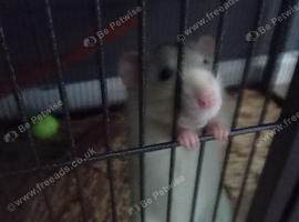 Rat for sale