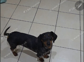 2 year old purebred dachshund