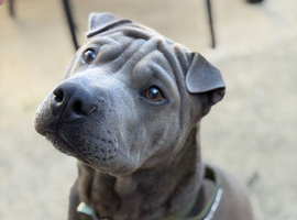Bull Pei Puppy - Bowie