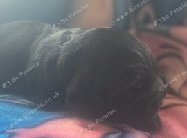 Cocker spaniel puppies*