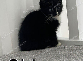 Kittens