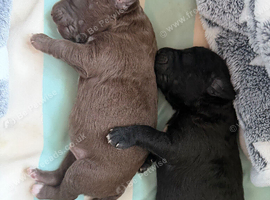 Bedlington Whippet Puppies
