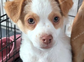 Chihuahua with a drop of Yorkshire terrier