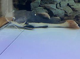 Red tail Catfish 15 inch