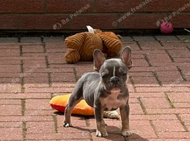 Gorgeous blue tan female