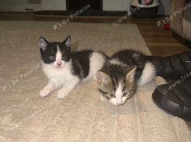 3 kittens half ragdoll, half domestic short hair