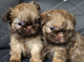 Beautiful Chocolate Shih Tzus