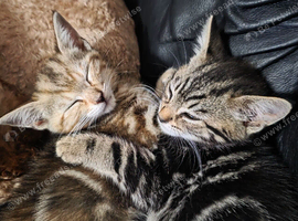 2 gorgeous kittens