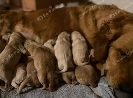 EXCEPTIONALLY BRED GOLDEN RETRIEVERS
