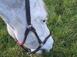 Grazing and stables