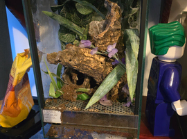 Reptiles, Tarantulas & Enclosures