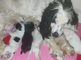 F1b cockapoo puppies