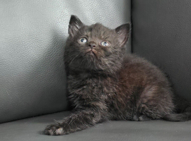 Dark chocolate British Shorthair kittens