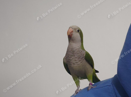 Semi tame Quaker male for rehoming