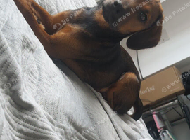 Mixed breed puppy