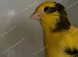UNSEXED CANARIES