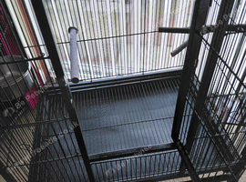 Young kakariki with cage.