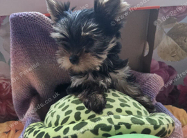 Yorkshire terrier Kc Registered
