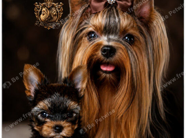 BABY FACE YORKSHIRE TERRIERS KC DNA TESTED PARENTS