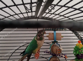 2 conures and cage