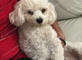Beautiful Bailey