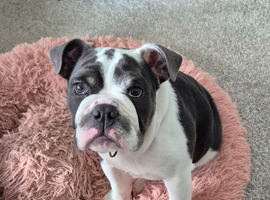 Female British Bulldog puppy